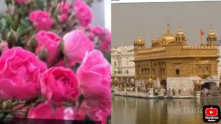 എൻ്റെ വീട്ടുമുറ്റത്തെ മാജിക്ക് റോസയും കൂടെ Golden temple കാഴ്ചകളും#please subscribe \u0026 share🙏✌️❤️