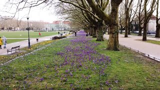 Krokusy na Jasnych Błoniach w Szczecinie oraz park Kasprowicza - 29.02.2020