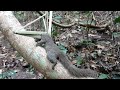 Wild Man: Creative Amazing Bamboo Trap for Squirrel in the Jungle Working 100%