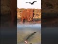 AWESOME ! Gajah, Elang, Buaya dan Harimau di alam liar #animals #shorts