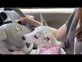 【犬の車酔い】車克服までの道のりvol.1【雑種犬】