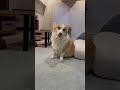 コーギーだけだと思ってた･･本当？ shorts つーちゃん corgi コーギー