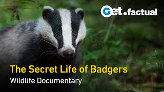 The Secret Life of Badgers | Full Wildlife Documentary