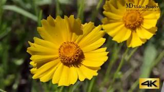 ４K　安倍川の土手に咲く花　オオキンケイギクとタチアオイ