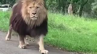 Close encounter with a lion