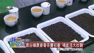 鹿谷鄉農會春茶賽初審 場面浩大壯觀