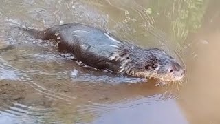 カワウソは川で泳ぐことを学ぶOtter learns to swim in the river