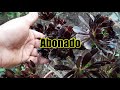 cuidados del aeonium arboreum atropurpureum rosa negra aeonium negro aeonio