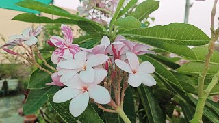 Sunday garden update with Plumeria plant|| best fertilizer for Plumeria  #Champa #fragrantflower