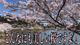 秋田県の桜の名所 ″にかほ金浦 勢至公園″に花見に訪れた。 part2