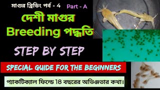 দেশী মাগুর Breeding পদ্ধতি Step by step . Asian Catfish (Desi Magur) Breeding process