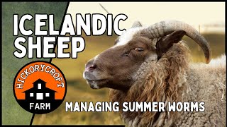 ICELANDIC SHEEP: Summer Worms And The Challenges Of Raising Icelandic Sheep On Pasture