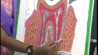 APSWREIS- Super Students: Human Digestive system- Zoology Sr.Inter  by  A.Vindhya Reshma-Part-1