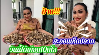 ป้าด‼️สะออนเห็ดปลวก วันนี้ได้เกือบ10กิโล