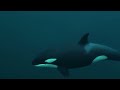 The Insane Biology of The Orca