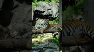 에버랜드 한국 호랑이 🐯 건곤이 / Everland Amur Tiger