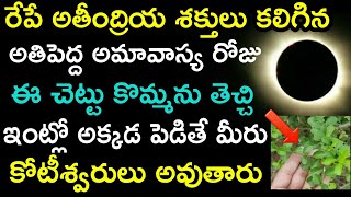 రేపే అతీంద్రియ శక్తులు కలిగిన అతిపెద్ద అమావాస్య రోజు ఈ చెట్టు కొమ్మను తెచ్చి ఇంట్లో పెడితే మీరు..