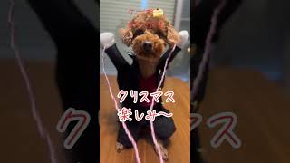 #dog ＃ヤンキー犬＃クリスマス #犬動画