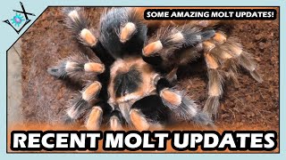 Some Cool New RECENT Molt UPDATES!【Tarantula Molt Updates】