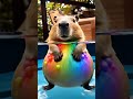 i bet you ve never seen a capibala like this before cute capybara funny animals asmrvideo