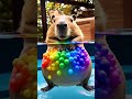 i bet you ve never seen a capibala like this before cute capybara funny animals asmrvideo