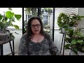 got pests hoya plant pest secrets let s talk 003