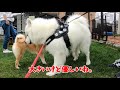 大きなサモエドとたくさん遊びたい柴犬🎶🐕🎵（ドッグラン トイプードル）dogrun