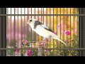 canary singing birds sounds at its best melodies canary bird song bird canary canarybirdsinging