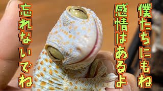 【観察】知ってる？ヤモリにも表情があるんだよ！！