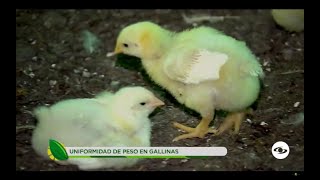 Recomendaciones para lograr la uniformidad de peso en las gallinas reproductoras - La Finca de Hoy