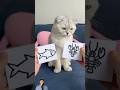 kucing pilih gambar tanpa melihat #shorts #funny #cat