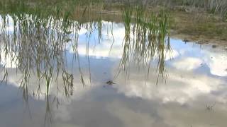 Biotope of  ephemeral lake | Биотоп пересыхающего озерца