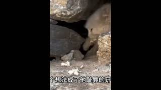 什么？猫德学院抓到狮子猫了！ #008