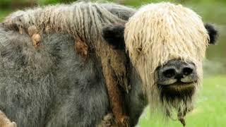 Yak Facts  Interesting Facts about Yak  Facts about Yak