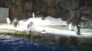 企鹅 penguin at Ocean Park Hong Kong 香港海洋公園 Polar Adventure (冰極天地) South Pole Spectacular (南極奇觀)