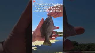 How to take a fish (bluegill or any panfish) off the hook 🐟