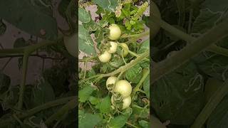 গাছের টাটকা কাঁচা টমেটো 😍🍅#explore #shorts #tomato #freshtomatoes #vegetables