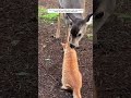 this man rescued a poor deer that was swept away by the current and then animalshorts