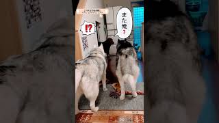 ハスキーに負けないラブラドールレトリバー#シベリアンハスキー #dog #shorts #多頭飼い #大型犬 #喧嘩