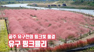 공주 유구천의 핑크 빛 물결, 유구 핑크뮬리