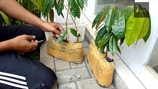 #supertembaga #namlung #bangka                  Unboxing kiriman bibit durian dr Bangka (Pak Dahsur)