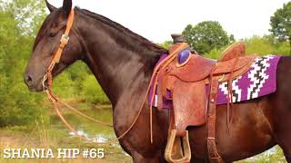 Shania Hip #65 by John and Molly Sparrow Fall Roundup Horse Sale