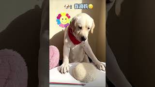 狗狗嫌弃主人做的面条🍝#狗狗🐶#食物#搞笑表情#宠物