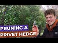 How to Prune a large Privet Hedge Reduction with Hand Tools