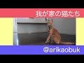 にゃんこ3きょうだい日記 42 diary of 3cats apr.12 18 2021