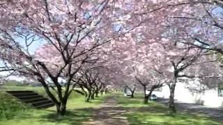 思川桜　2010.4.17