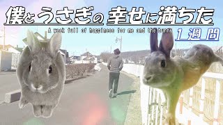 うさぎと過ごす1週間はとっても優しい日々だった(再アップ)#93