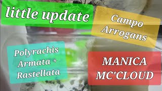 Quick Update- Poly Armata and Rastellata, Manica Rubida and the Campos