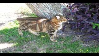 highlander cats for sale in australia