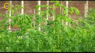 La moringa, un cultivo novedoso y rentable